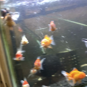 金魚にハマったその後の画像