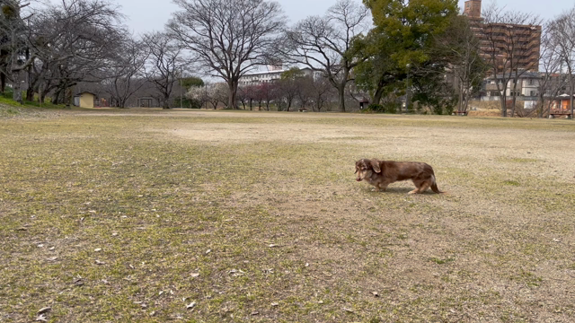 ドナさんぽ☆看板犬☆マラドーナ ☆南米広場の記事動画