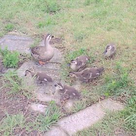 長門牧場草原のクラフト市の画像