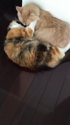 猫パンチwの記事動画