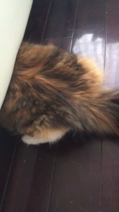 猫②の挑戦の記事動画