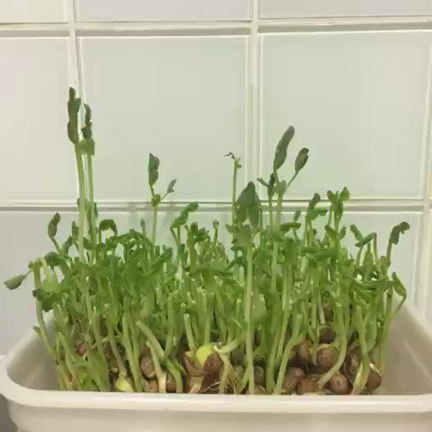 豆苗日記の記事動画