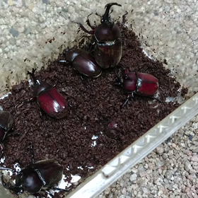 カブトムシの画像
