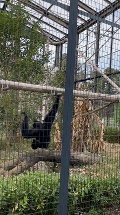 東山動植物園に行ってきた！の記事動画