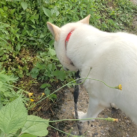 草を食べるの画像