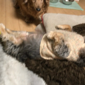 通せんぼの画像