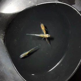 冬眠中の画像