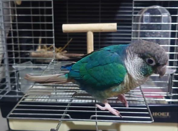 常同行動：動物行動学用語ワンポイントレッスンの記事動画