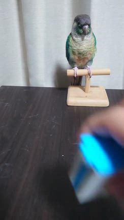 練習中の芸：ペダルペール　翠珠の場合の記事動画