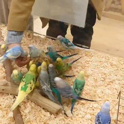 いきもの探検隊に行ってきました！の記事動画