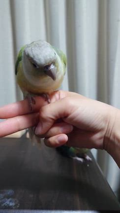 練習中の芸：ペダルペール　翡翠の場合の記事動画