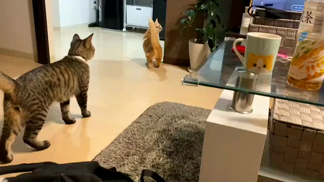 ちゃーちゃんの記事動画