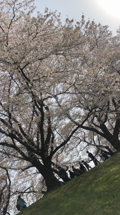 今年のお花見 PART3の記事動画