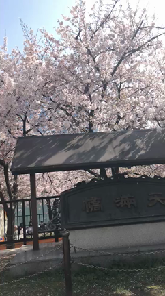 今年のお花見 PART 2の記事動画