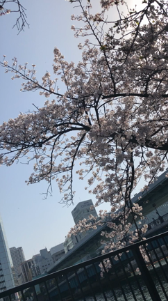 今年のお花見 PART 2の記事動画