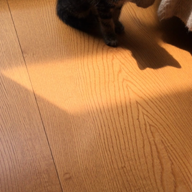 むぎと影の画像