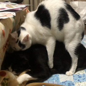 オス猫同士の画像