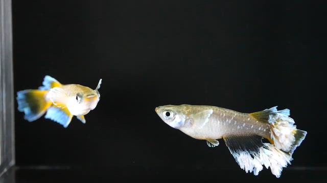 フロマージュ種親ヤフオクへ出品！の記事動画