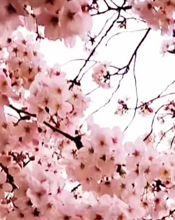 見事な一本桜を眺めながら嚥下にやさしいスウィーツの記事動画