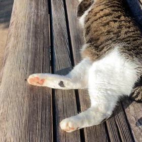 しつこいにも程があるの画像