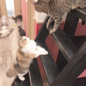 猫カフェの画像