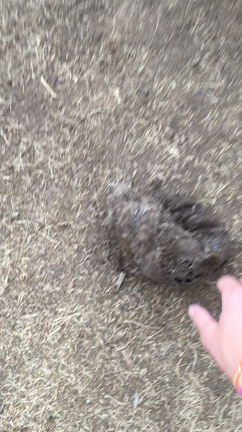 Half dog Dakodaの記事動画