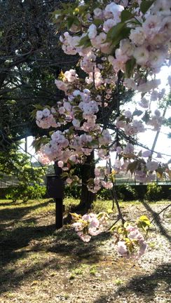 ご近所で見られる綺麗な桜♪和光市・樹林公園の桜をご紹介【和光朝霞練馬フラワーアレンジ教室の記事動画
