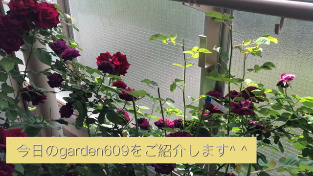 マンションの小さなベランダでもできる♪バラのある暮らしをおすそ分け＾＾【和光朝霞花教室花屋の記事動画
