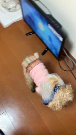 まみももさんのエリザベスカラーの記事動画