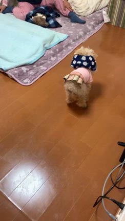 まみももさんのエリザベスカラーの記事動画