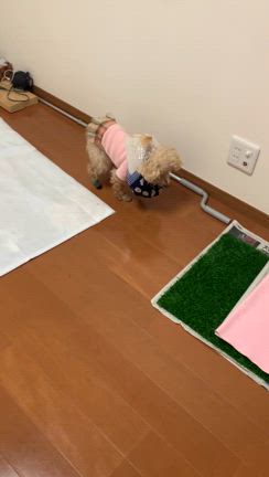 まみももさんのエリザベスカラーの記事動画