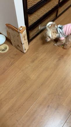 小雪のために私にできることはの記事動画