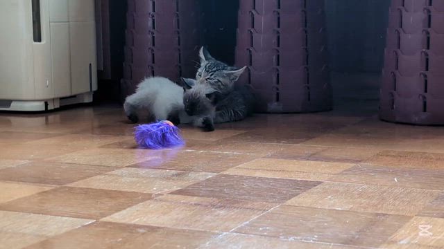 れいらちゃんトライアル中の記事動画