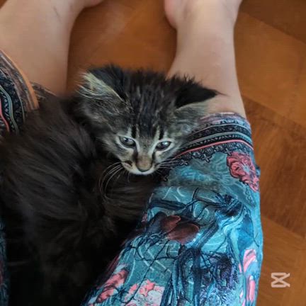 キャットウォーク完成の記事動画