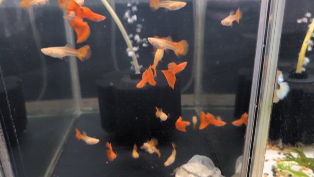 買った大切な魚を安全に水槽へ導入する方法完結の記事動画