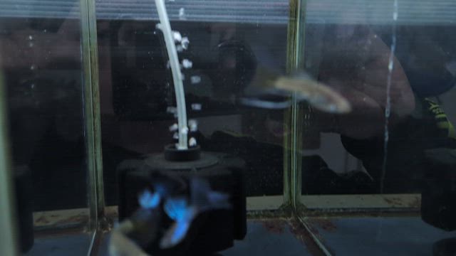 買った大切な魚を安全に水槽へ導入する方法②の記事動画