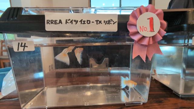 コンテスト無事に終了の記事動画