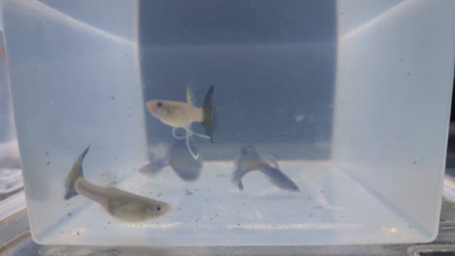 買った大切な魚を安全に水槽へ導入する方法②の記事動画