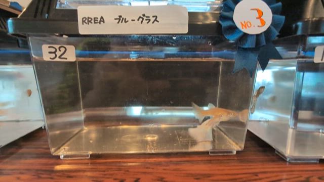コンテスト無事に終了の記事動画