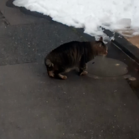 デブ猫の画像