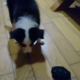 仔犬の成長は早い！の画像