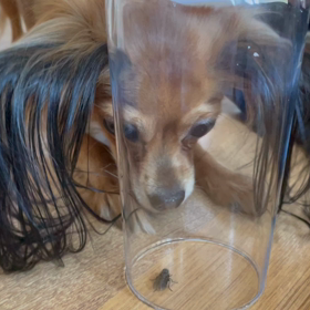 犬はハエが大好きの画像