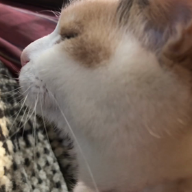 みーちゃん！の画像