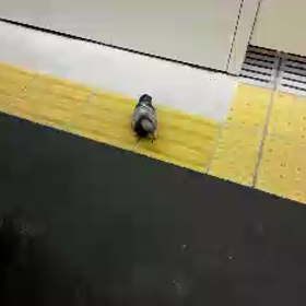 平和の象徴の画像