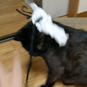 イケメン猫さんみおですの画像