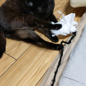 イケメン猫さんみおですの画像