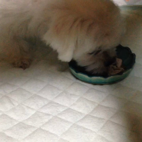 繁殖リタイア犬小春がやって来ましたの画像