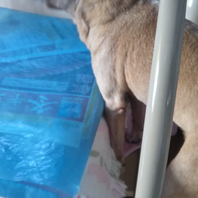 老犬介護の画像