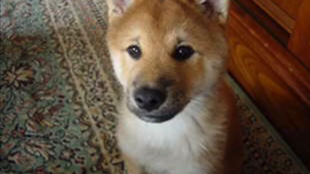 溢れる愛の記事動画