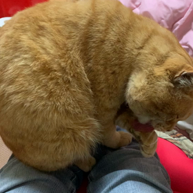 食べた食べたの画像